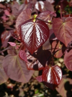 30. Geburtstag der Partnerschaft_56